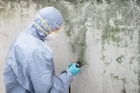 Best Attic Mold Removal  in Kremmling, CO